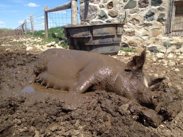 One of our happy pigs